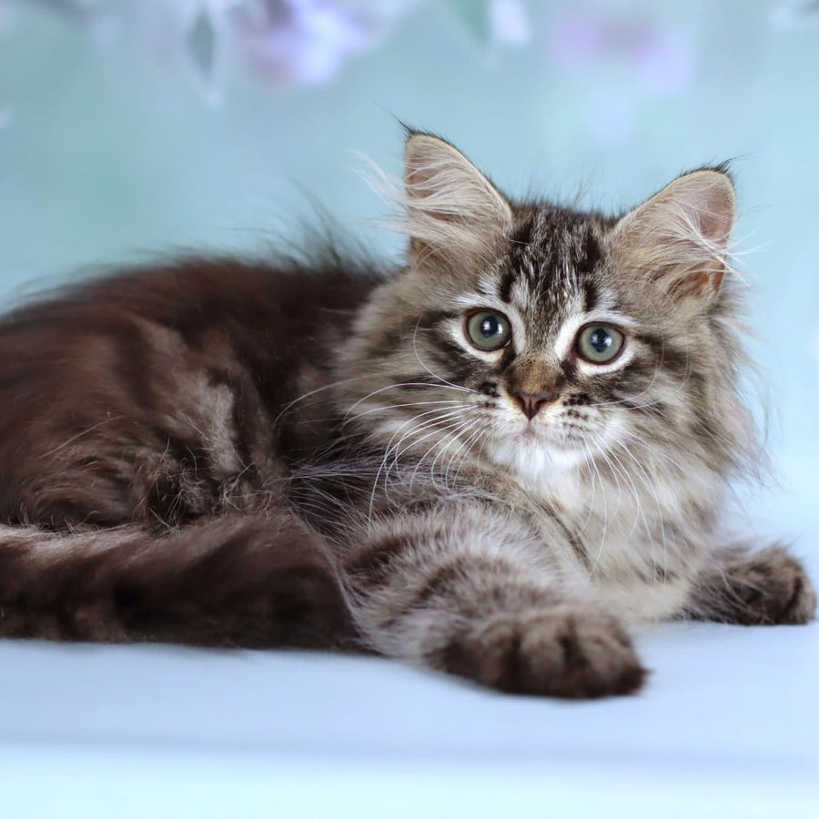 Gemma Siberian female, black spotted tabby