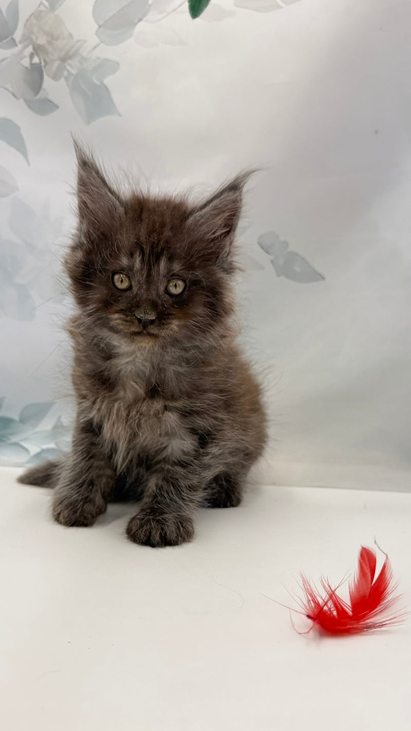 Amadest Maine Coon male, black silver