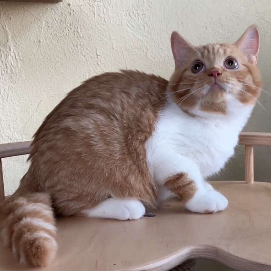 Demian British Shorthair male, red bicolour