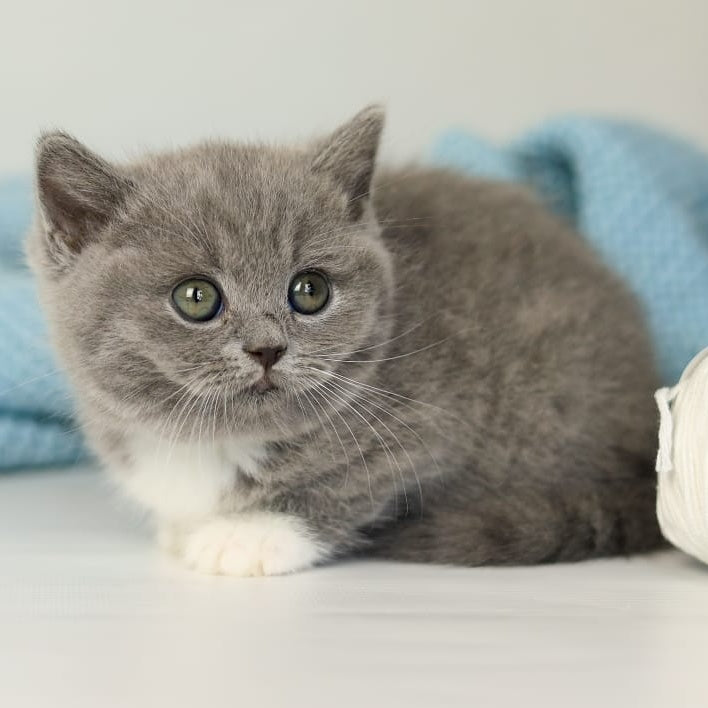 Petra British Shorthair female, blue bicolour