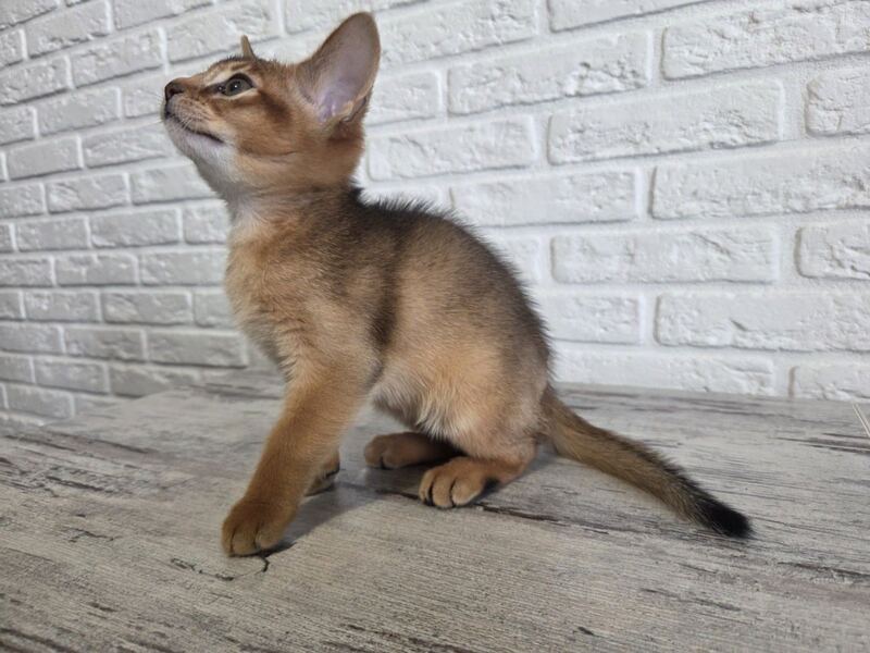 Alf Abyssinian male black - live animals