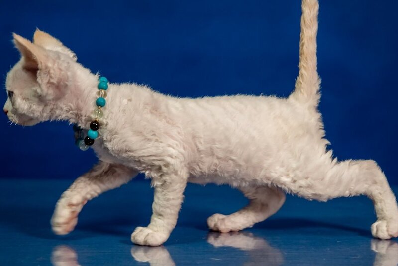 Ice Cream Devon Rex male red pointed - live animals