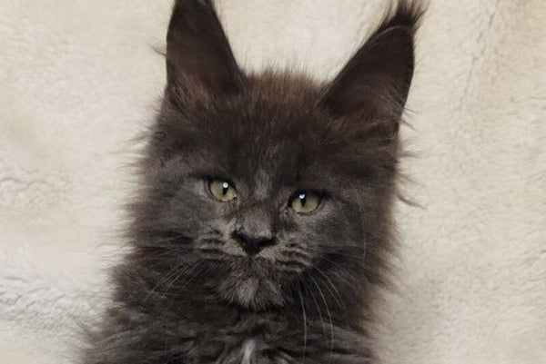 Winston Maine Coon male blue - live animals