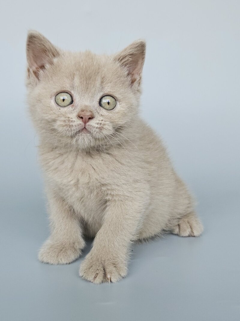 Ami British Shorthair female, fawn