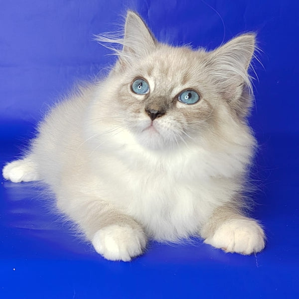 Kovboj Siberian male, blue tabby pointed with white