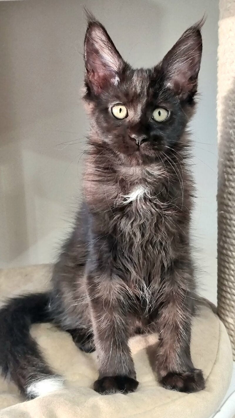 Debora Maine Coon female black with white - live animals