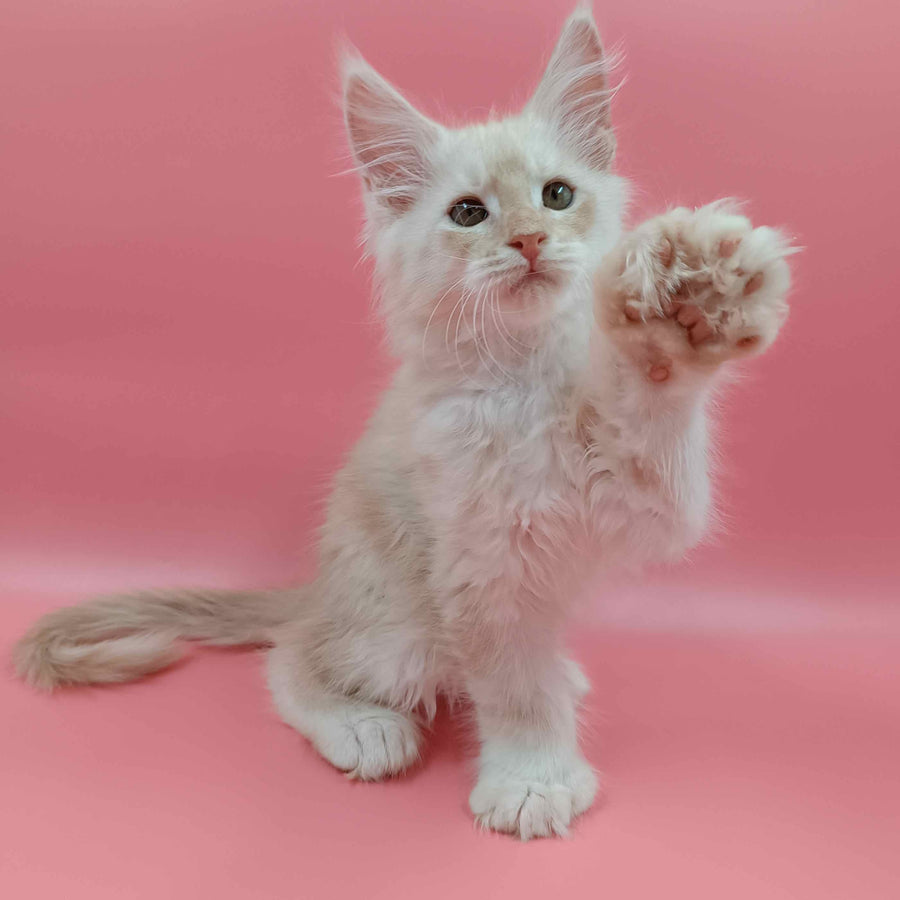 Julian Maine Coon polydactyl 6x6x6x6 male, cream silver