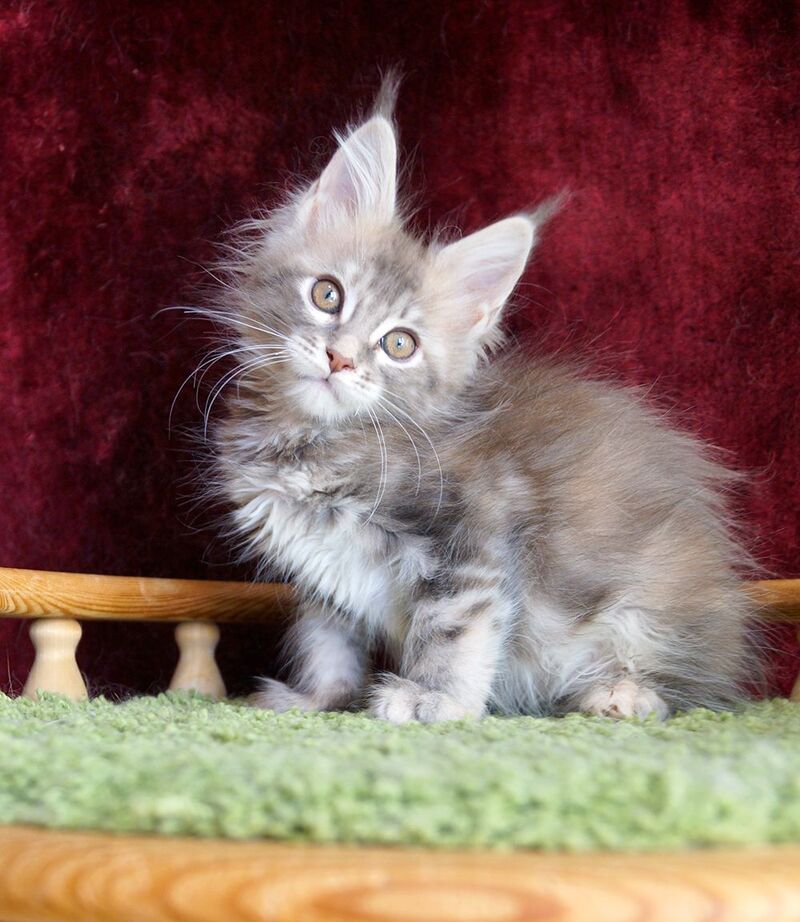 Oliviya Maine Coon female blue tortie silver tabby - live animals