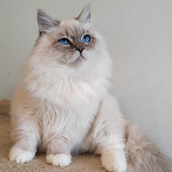 Kovboj Siberian male, blue tabby pointed with white