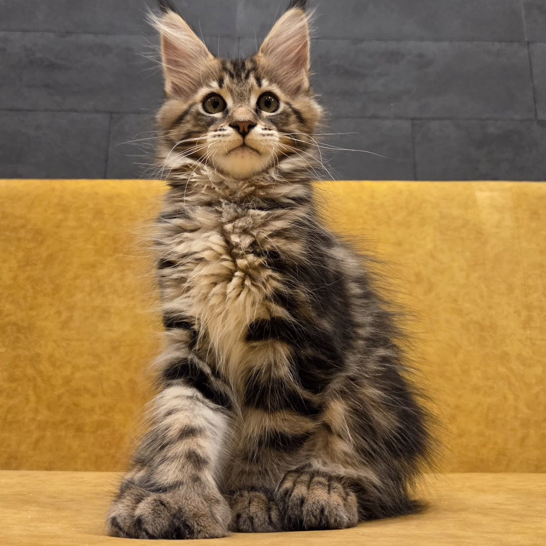Rostislav Maine Coon polydactyl 6x6x6x6 male, black tabby