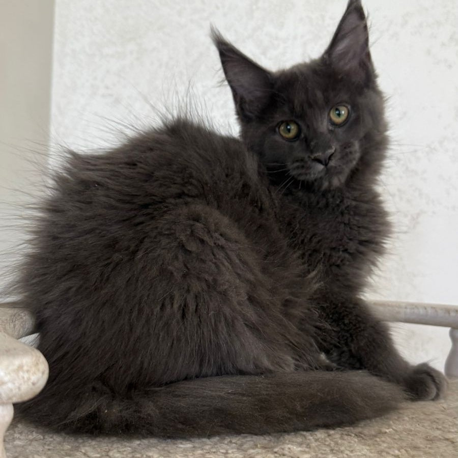 Jina Maine Coon female, blue silver with white