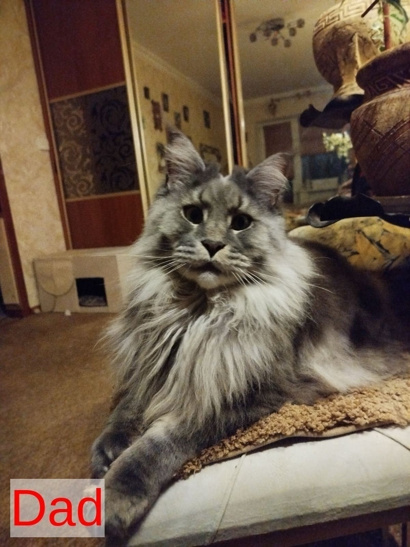 Berta Maine Coon female, black bicolour