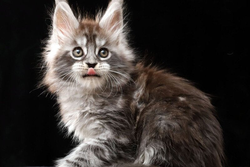 Otto Maine Coon polydactyl male, black silver tabby