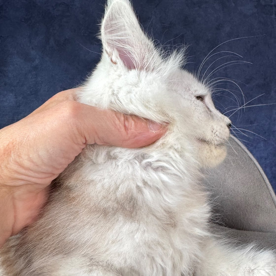 Tabatha Maine Coon female, black silver spotted tabby