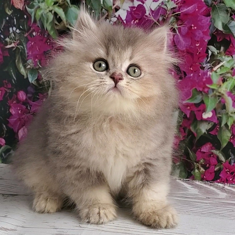 Cassie British Longhair female, blue golden ticked tabby