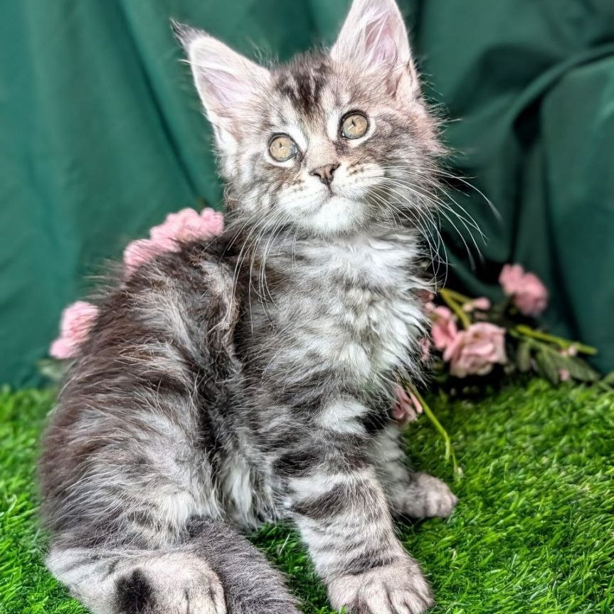 Ymir Maine Coon male, black silver tabby