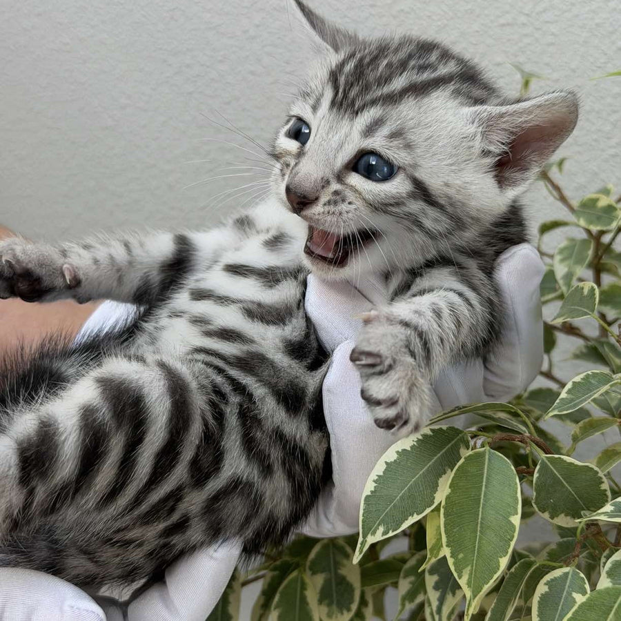 Cartier Bengal male, black silver spotted tabby