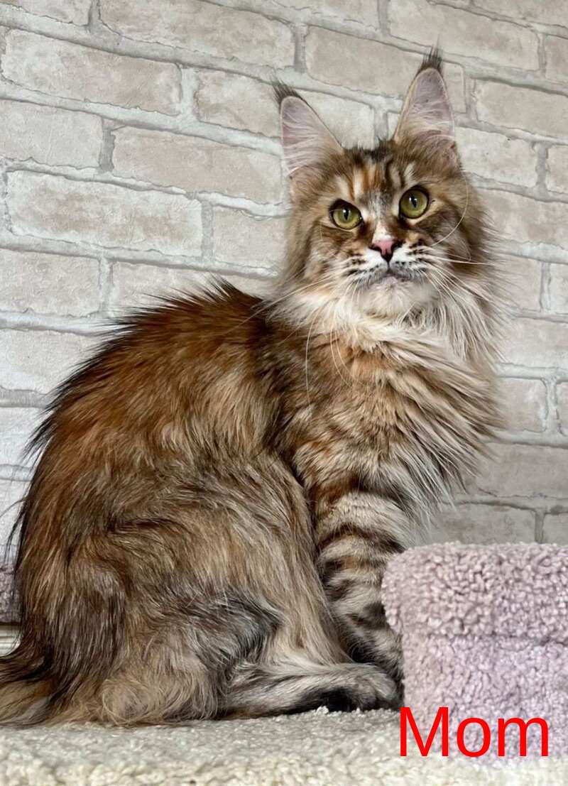 Forest Maine Coon male, black spotted tabby