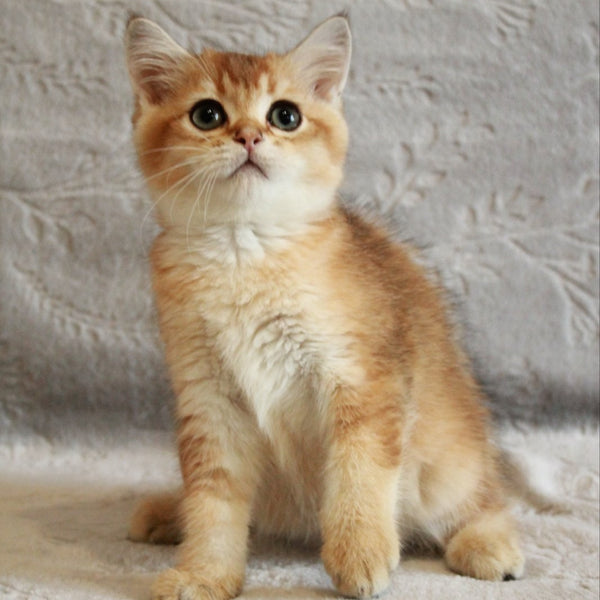 Latte British Shorthair male, black golden shaded