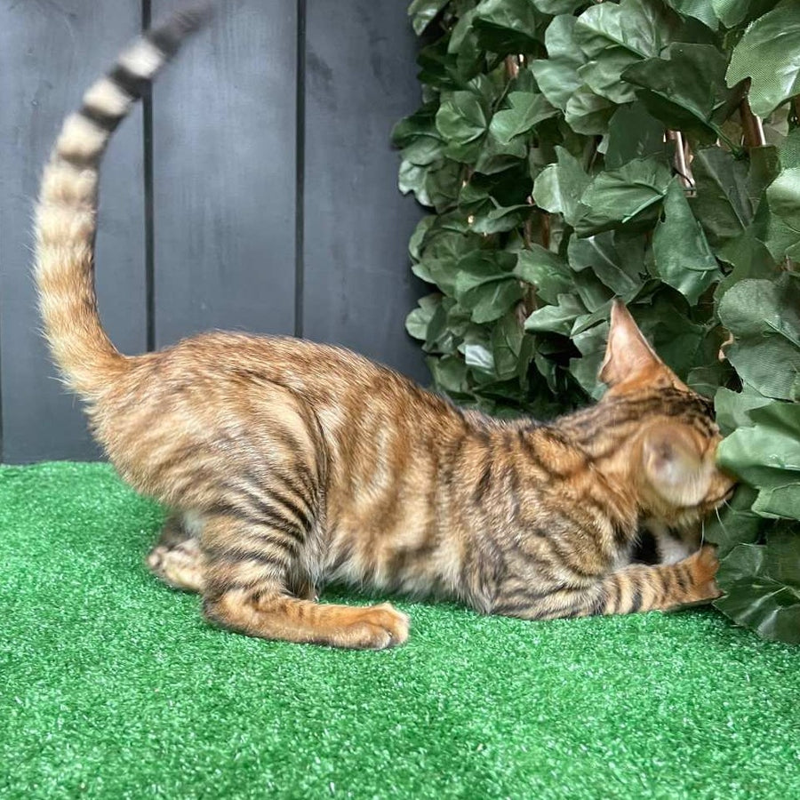 Yun Toyger male, brown tabby