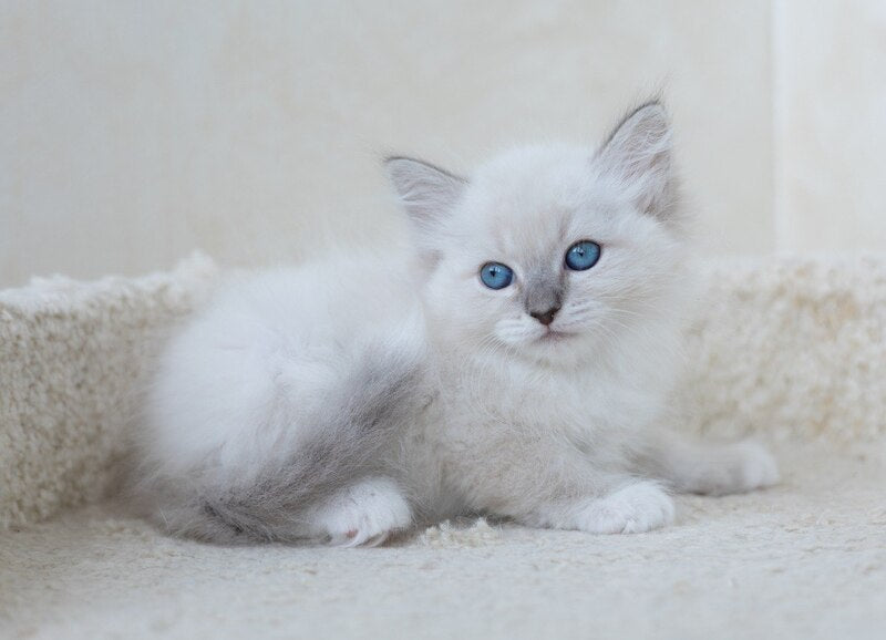 Honey Siberian female, blue with white tabby pointed
