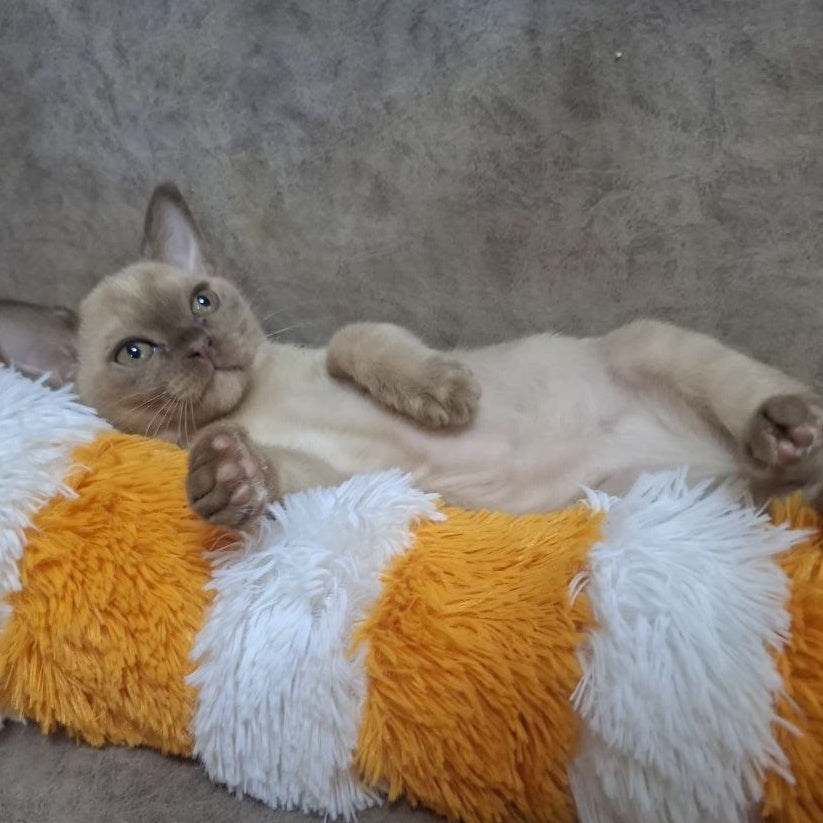 Hammer Burmese male, chocolate