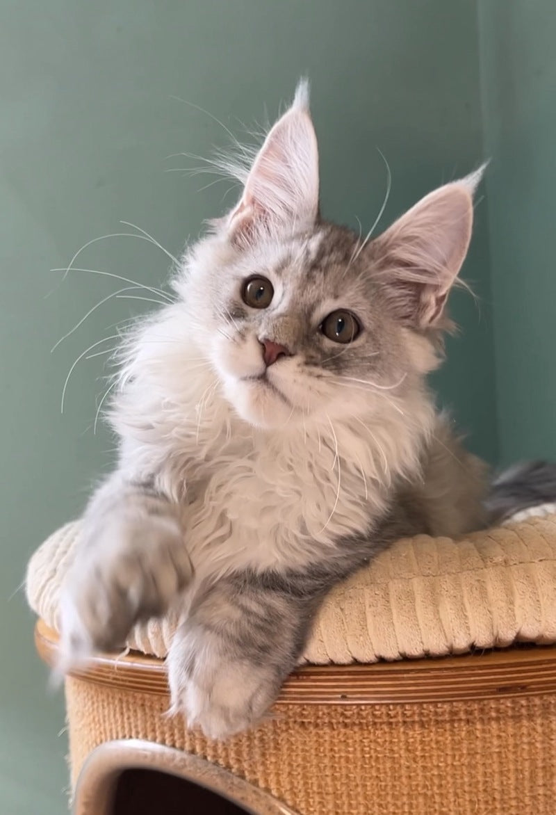 Bumblebee Maine Coon male, black silver spotted tabby