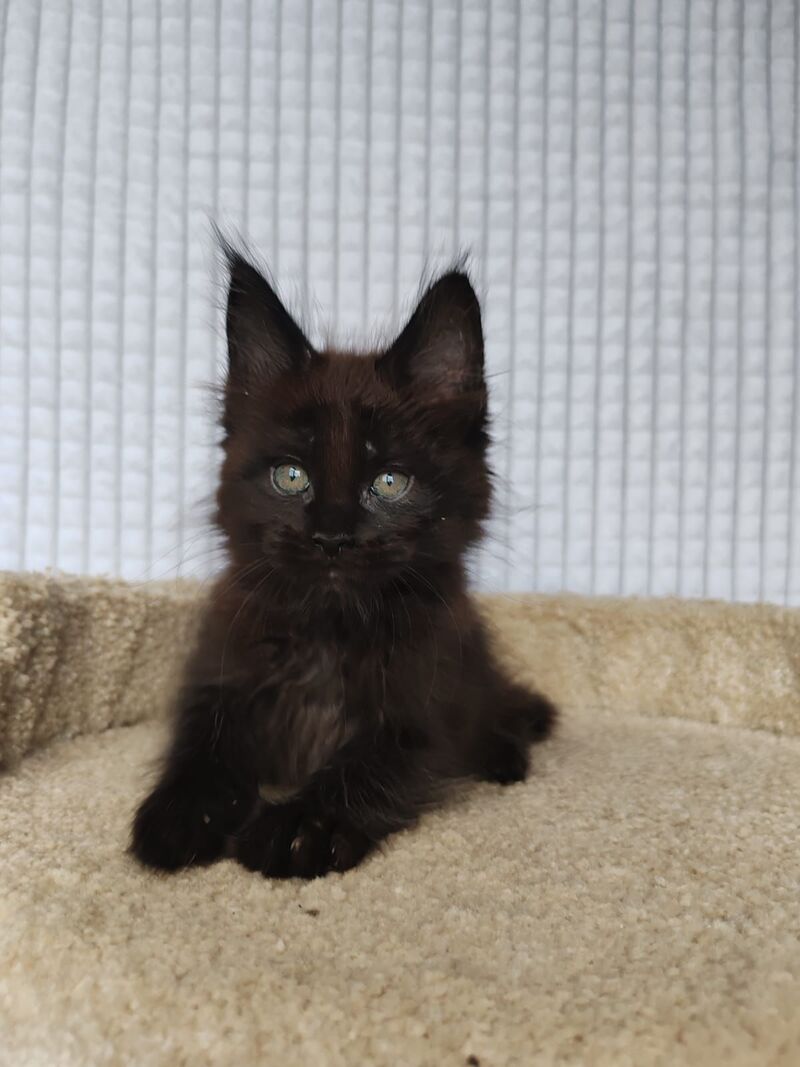 Mars Maine Coon male, black