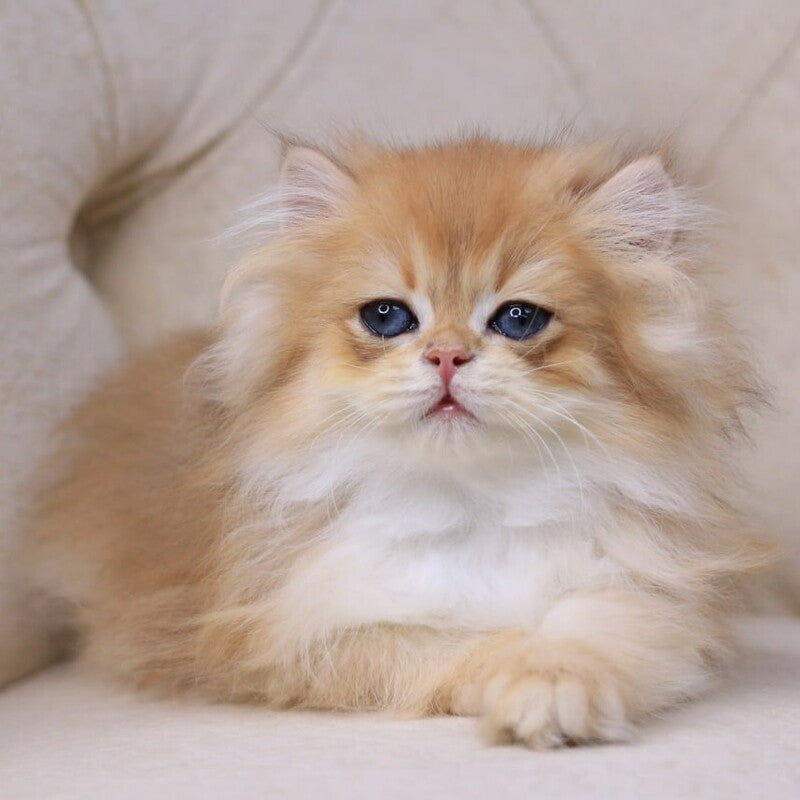 Quantum British Longhair male, black golden chinchilla