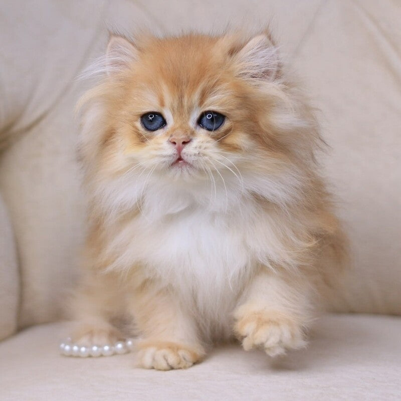 Quantum British Longhair male, black golden chinchilla