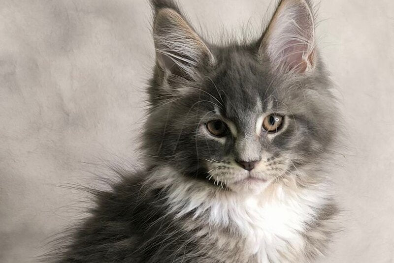 Tsunami Maine Coon female, blue silver bicolour tabby