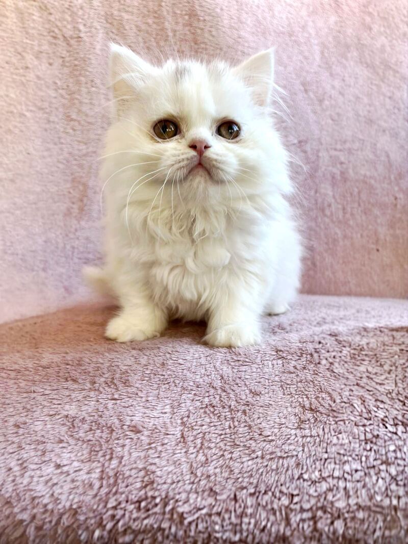 White Milka Scottish Straight female white live animals