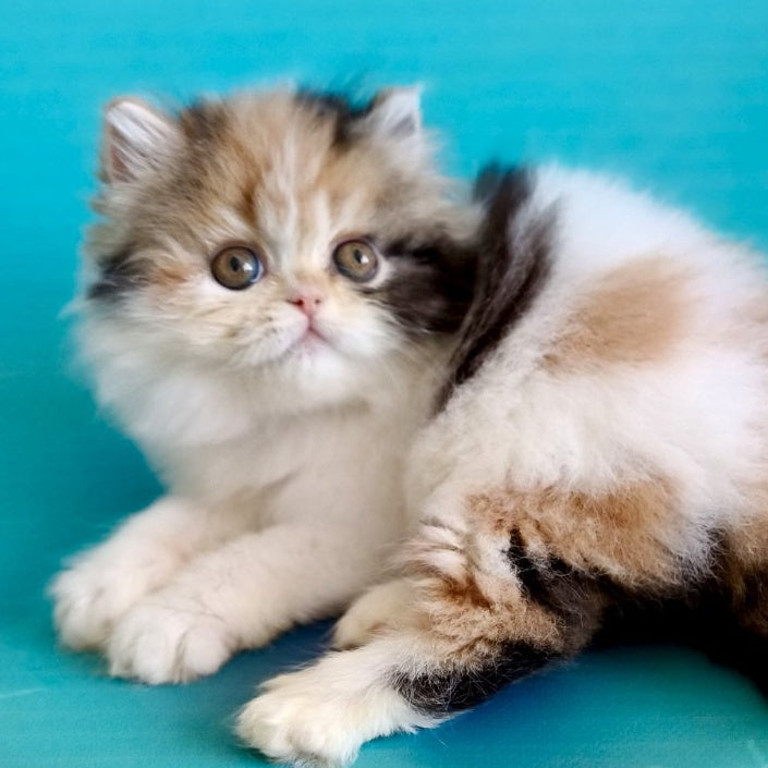 Nora Persian female, black tortie bicolour