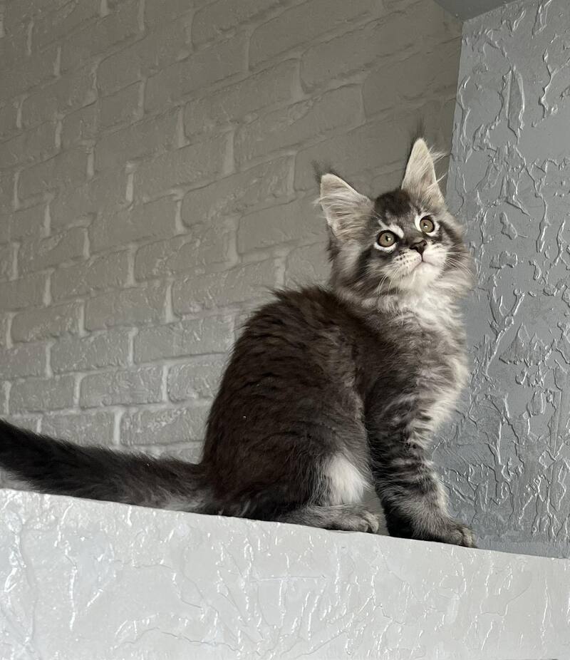 Xan Maine Coon male black silver ticked tabby - live animals