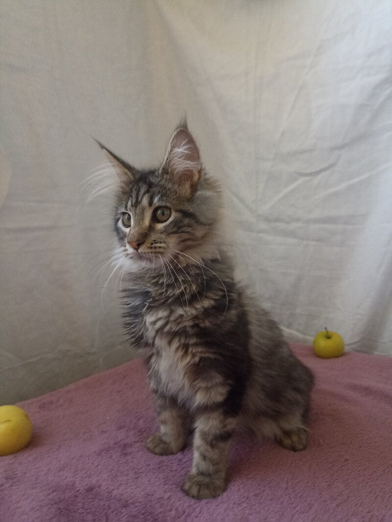 Yara Maine Coon female, black silver tabby