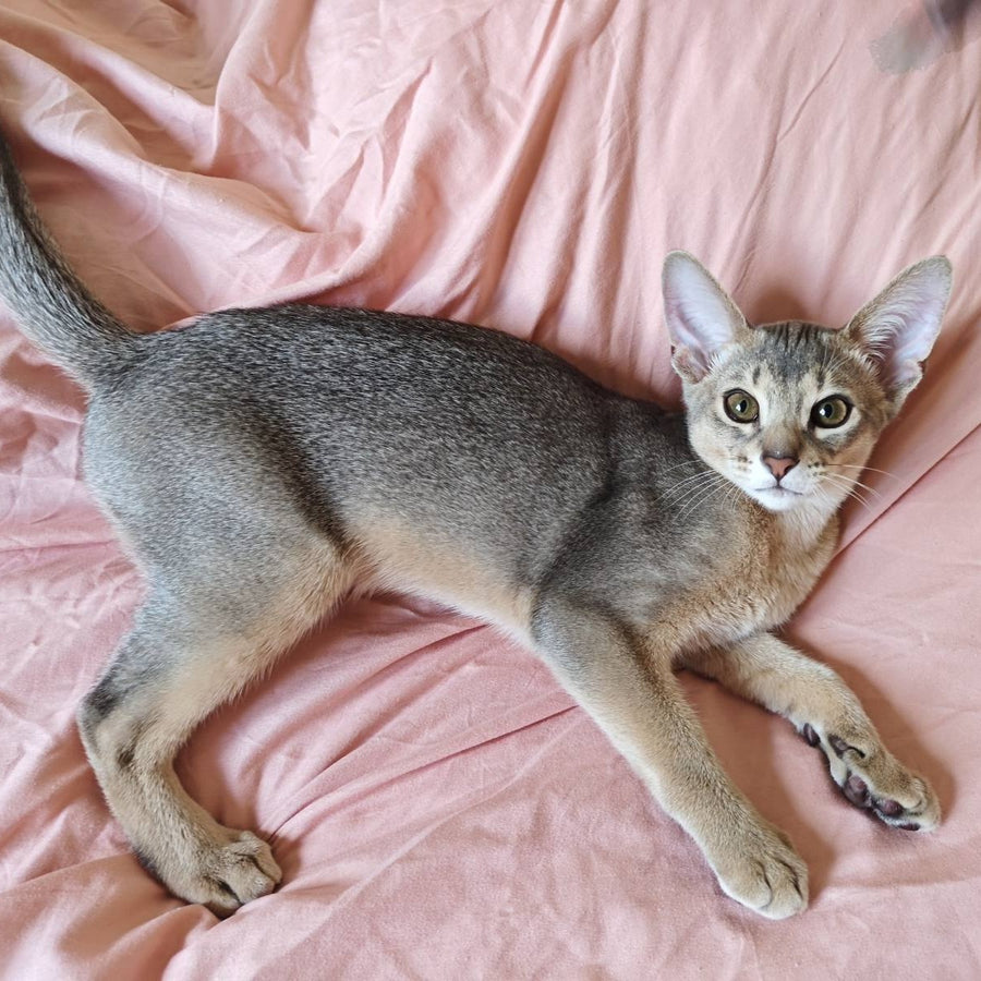 Kai Abyssinian male, blue