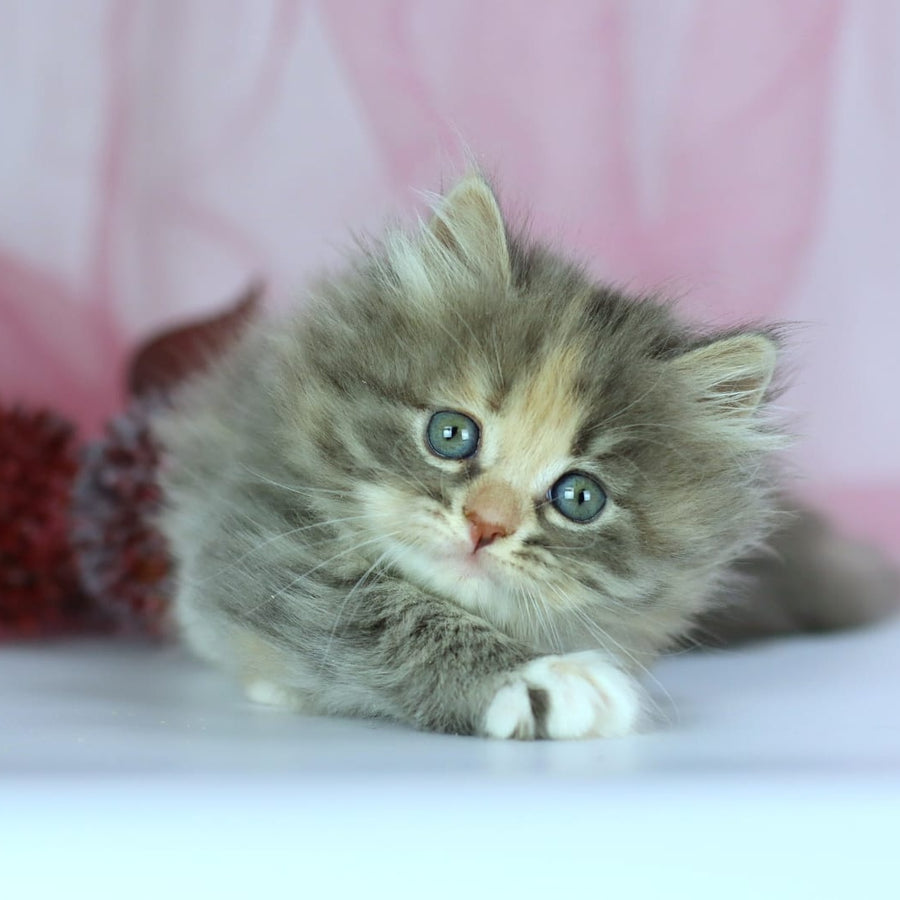India Siberian female, blue tortie with white spotted tabby
