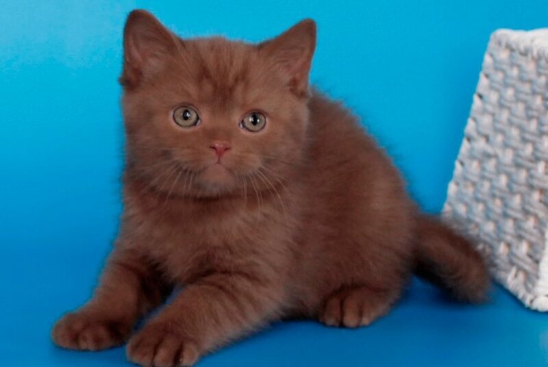Quiz Scottish Straight male cinnamon - live animals