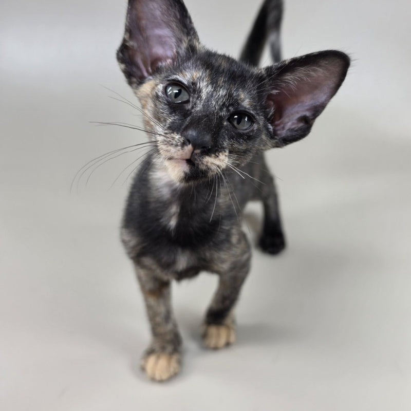 Xandra Oriental Shorthair female, chocolate tortie