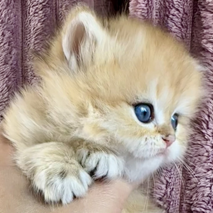Jasmine British Longhair female, black golden spotted tabby
