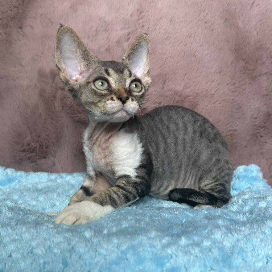 Xenon Devon Rex male, black tabby with white