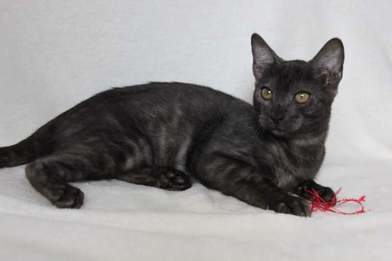 Ponti Bengal male, black silver