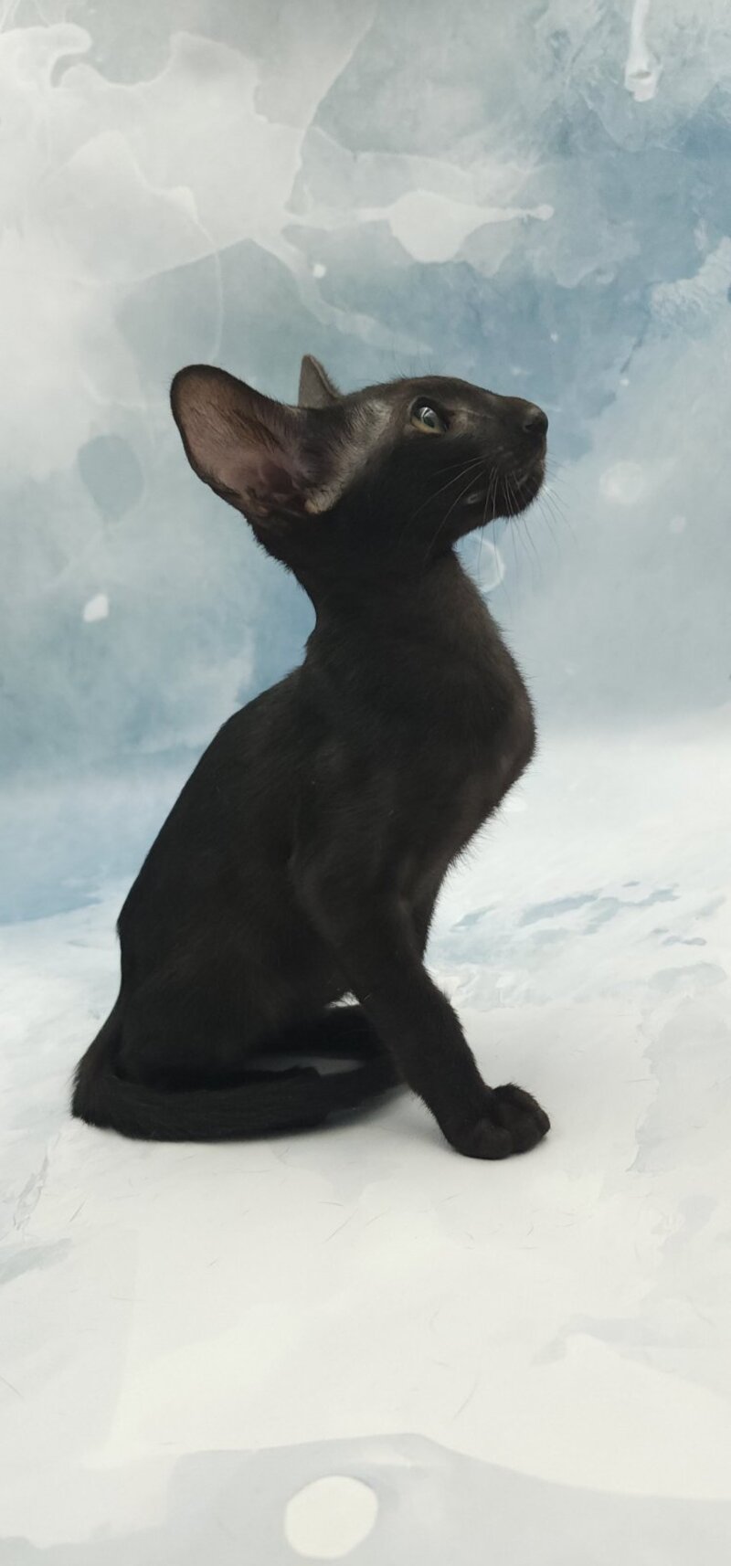 Otto Oriental Shorthair male, black