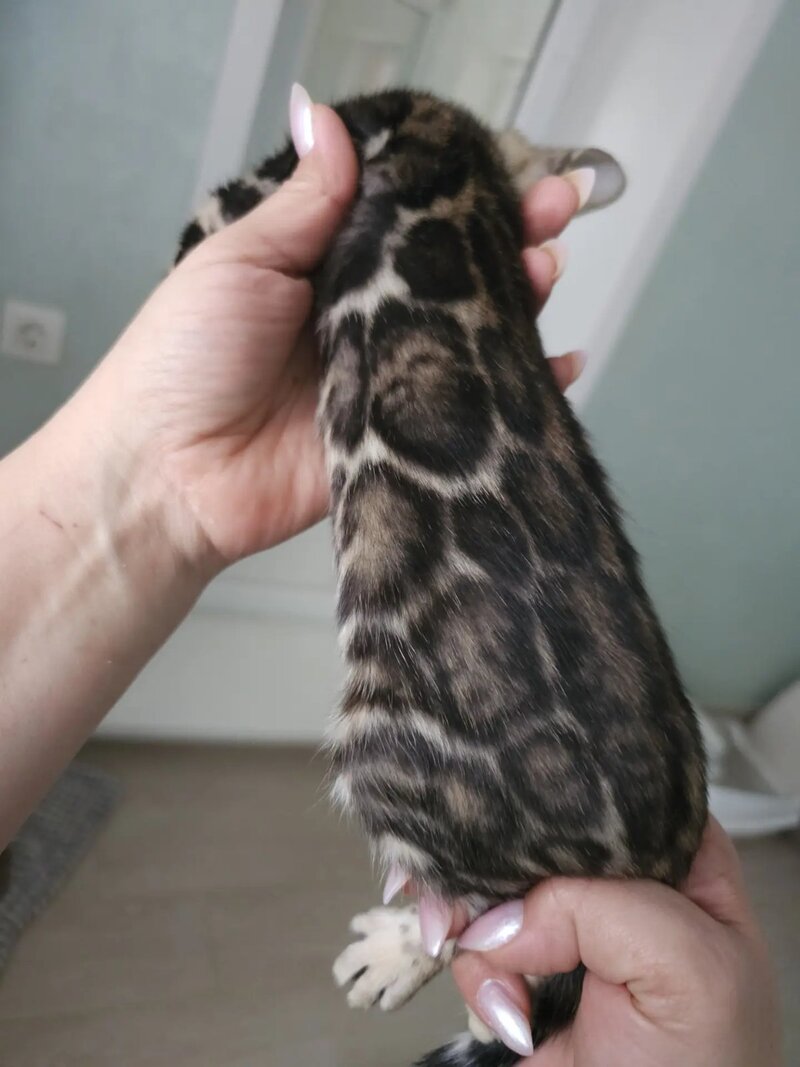 Tomagochi Bengal male black spotted tabby - live animals