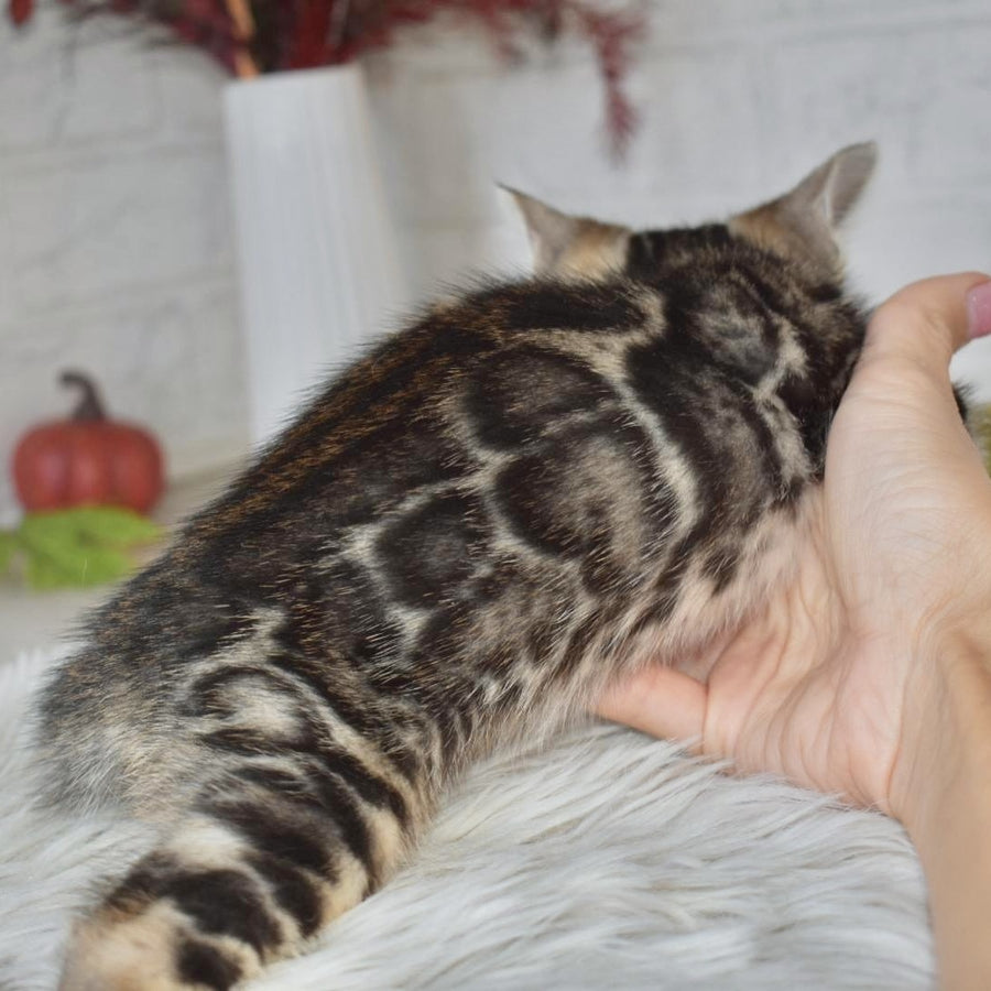 Bubi Bengal male, black spotted tabby