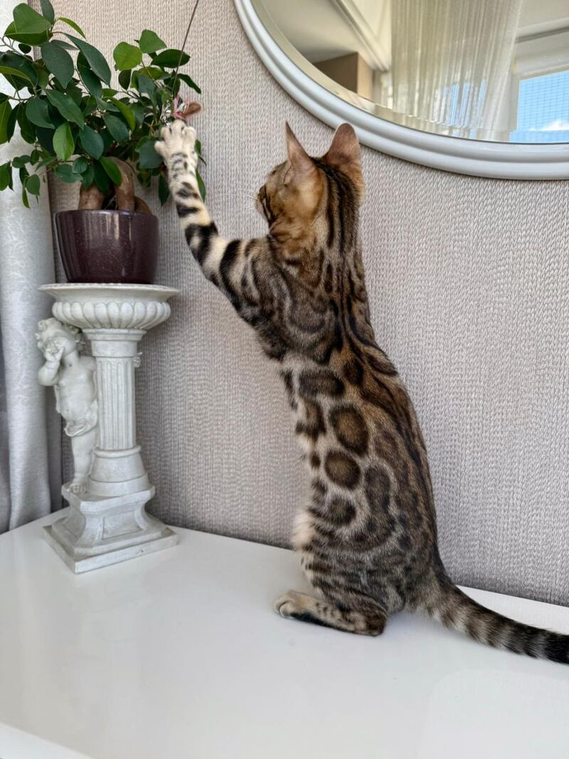 Elly Bengal female black spotted tabby - live animals