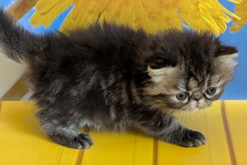 Pandora Persian female, black tabby