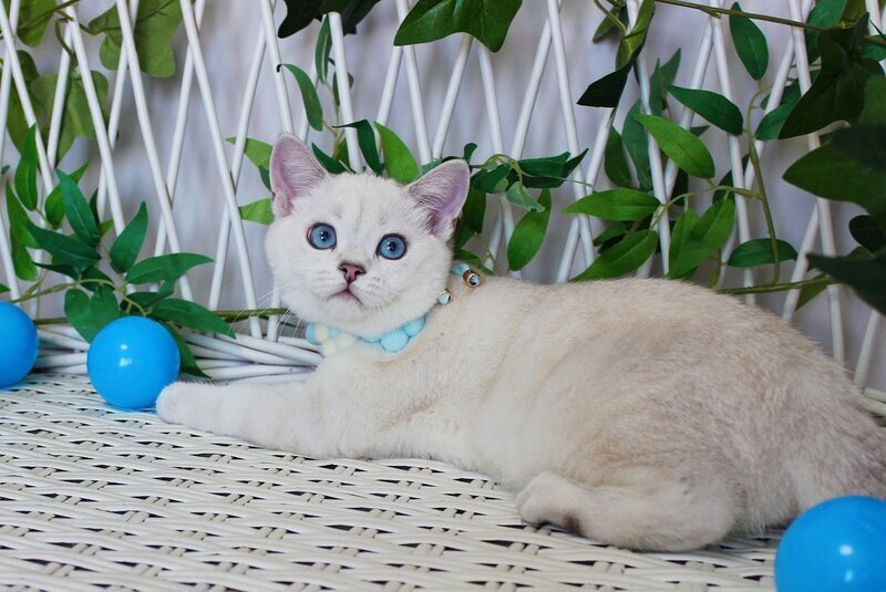 Bon-Bon Scottish Straight male, blue silver shaded pointed