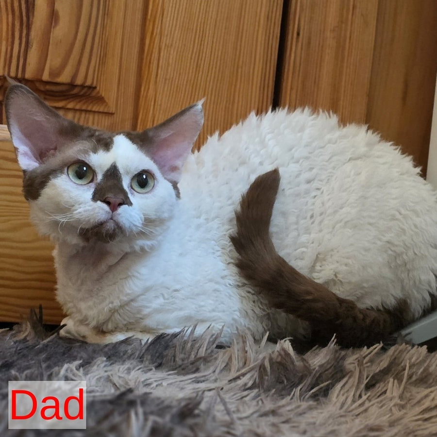 Princess Devon Rex female, black bicolour