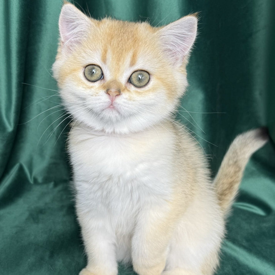 Eliya Scottish Straight female, black golden shaded